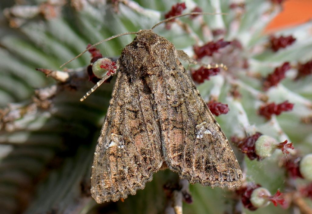Mamestra brassicae